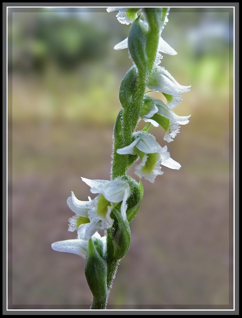 اسپیرانتز اسپیرالیس